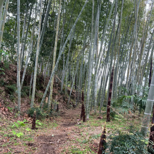 さねかたの様子6